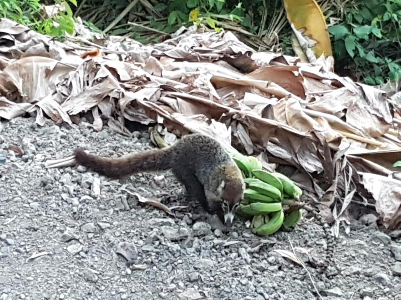 Willa Casa Iguana Playa Santa Teresa  Zewnętrze zdjęcie